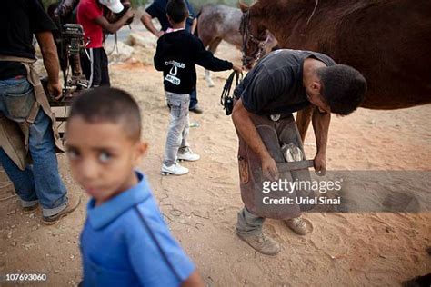 safe haven for donkeys in the holy land|Safe Haven for Donkeys in the Holyland .